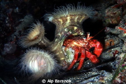 Anemone and hermit crab symbiosis by Alp Baranok 